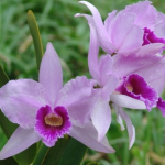 Laelia purpurata